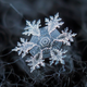 Image for article titled Amazing close-up photos of snowflakes taken without a microscope